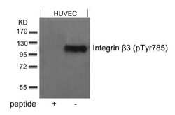 Integrin beta 3/CD61, p Tyr785 Antibody, Novus Biologicals 0.025 mL | Buy Online | Novus Biologicals | Fisher Scientific